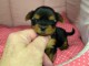 Je donne chiot Yorkshire femelle 