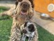 chiots griffon Korthals lof a donner 