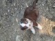 Dons chiot berger australien lof mâle 