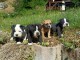 chiot bulldog continental pour adoption 