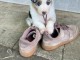 je donne chiot berger australien lof mâle 