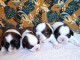 chiot Shih Tzu à donner urgent 
