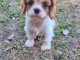 Adorable chiot cavalier king charle femelle a donner 
