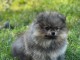 Pour adoption chiot spitz allemand 