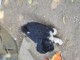 chiot berger australien lof à donner 