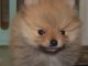 Adorable chiot spitz allemand 