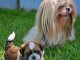 Adopter chiot Shih Tzu femelle 