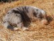Don chiot berger australien disponible 