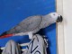 Perroquet gris du Gabon disponible 