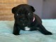 Adoption chiot bouledogue français disponible 