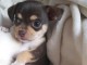 Bébé chiot chihuahua femelle a donner 