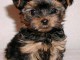 Je donne des petits chiots Yorkshire 