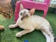 chaton Bengal mâle a donner