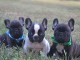 Adopter chiot bouledogue français 