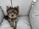 Je donne chiot Yorkshire terrier femelle 