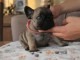 Je donne des petits chiots bouledogue français 
