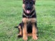 Chiot berger allemand lof mâle 