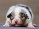 Bébé chiot berger australien disponible 