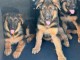 Adopter chiot berger allemand 