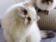 Bébé chaton persan a adopter 