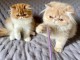 chaton persan a adopter 