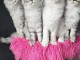 chatons maine coon disponible 
