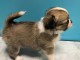Bébé chiot chihuahua mâle 