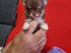 Je donne chiot chihuahua femelle 
