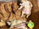 Chiot bouledogue anglais pour adoption 