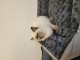 Bébé chaton sacré Birmanie 