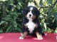 Adoption chiot bouvier bernois 