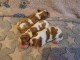 Bébé chiot cavalier king charle disponible 