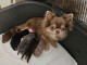 Chiot chihuahua disponible 