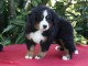 Bébé chiot bouvier bernois a donner 