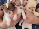 Adorable chiot chihuahua disponible 