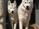 chiot husky sibérien adorable 