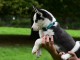 Chiot husky sibérien adorable 