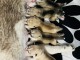 Annonce chiot husky sibérien à donner 