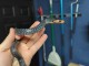 Serpents indigo à vendre