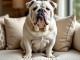 Magnifique Bouledogue français à vendre 