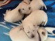 MAGNIFIQUE CHIOTS BERGERS BLANCS SUISSE