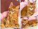 Chaton maine coon disponible 