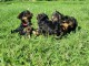 Chiot Yorkshire femelle a donner 