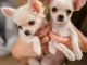 Chiot chihuahua disponible de suite 