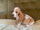 Chiots Basset Hound pour un bon foyer