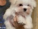 Bébé chiot bichon maltais disponible 