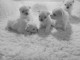 Portée des chiots bichon maltais 