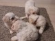 Bichon maltaise à adopter 