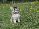 chiot chihuahua femelle a donner 