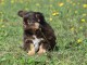 chiot chihuahua mâle a donner 